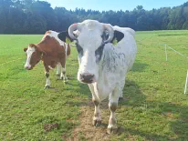 NAJYA-SIMA - Holstein / Blau Belgier geb. 23.01.2014 (Kalb von Simea)