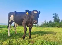 FINJA - Holstein / Angus geb. 05.05.2024 (Zwilling von Enja)