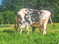 SORA - Holstein geb. 11.12.2013