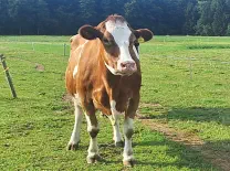 BIENE - Red Holstein geb. 02.10.2013 ( Mama von Brenda & Bridget)