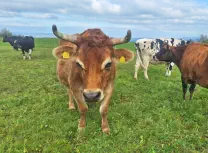DAVID - Jersey geb.03.05.2017 (Kalb von Miranda)