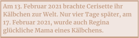 Am 13. Februar 2021 brachte Cerisette ihr Kälbchen zur Welt. Nur vier Tage später, am 17. Februar 2021, wurde auch Regina glückliche Mama eines Kälbchens.