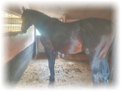 Seit nun mehr als 2 Wochen steht er in einer Einzelbox
