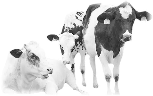 v.l.n.r. Najya-Sima, Sora & Nami (2014)