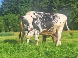 SORA - Holstein geb. 11.12.2013