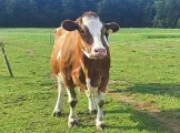 BIENE - Red Holstein geb. 02.10.2013 ( Mama von Brenda & Bridget)