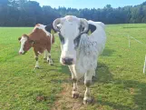 NAJYA-SIMA - Holstein / Blau Belgier geb. 23.01.2014 (Kalb von Simea)
