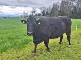 HOPE - Holstein / Blonde d'Aquitaine geb. 27.05.2017