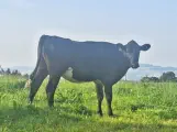 ENJA - Holstein / Angus geb. 05.05.2024 (Zwilling von Finja)