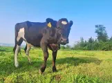 FINJA - Holstein / Angus geb. 05.05.2024 (Zwilling von Enja)