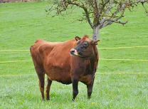 HIRSE - Jersey geb. 01.12.2014