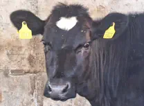 FINJA - Holstein / Angus geb. 05.05.2024 (Zwilling von Enja)
