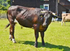 Bruno - Holstein / Limousin geb.27.10.2018