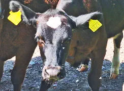 FINJA - Holstein / Angus geb. 05.05.2024 (Zwilling von ENJA)