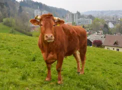  BERTIE - Red Holstein / Limousin geb. 12.12.2018 