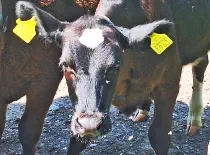 FINJA - Holstein / Angus geb. 05.05.2024 (Zwilling von ENJA)