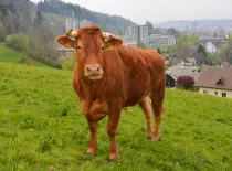  BERTIE - Red Holstein / Limousin geb. 12.12.2018 