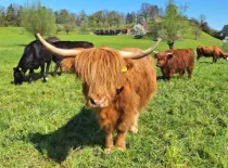 MAPLE - Hochlandrind geb. 05.04.2023 (Mama von MOGLI)