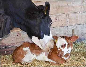 Daisy - Gerettet! auch damit sie ihr 13. Kälbchen endlich behalten darf.