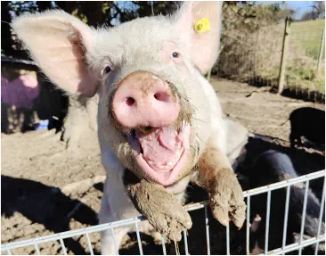 Flora - vor dem Schlachter gerettet, geniesst sie heute ihr 2. Leben.