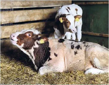 LEO - nach seiner Flucht vom Metzger und vor seiner Rettung.